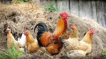 eine Gruppe von Hühnern auf einer Rasenfläche